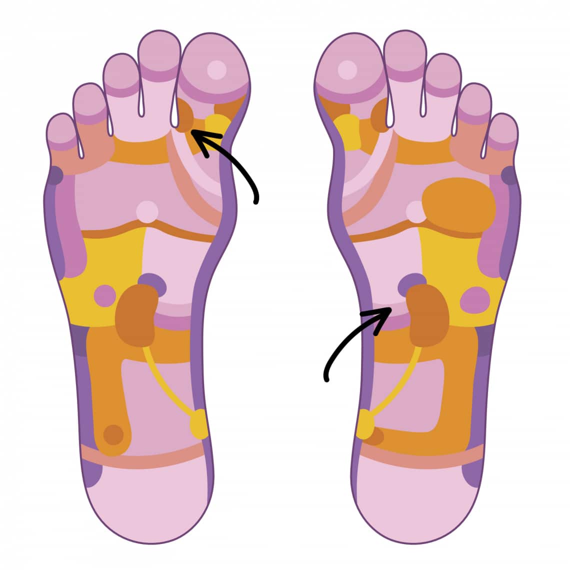 A belső elválasztású mirigyek zónái