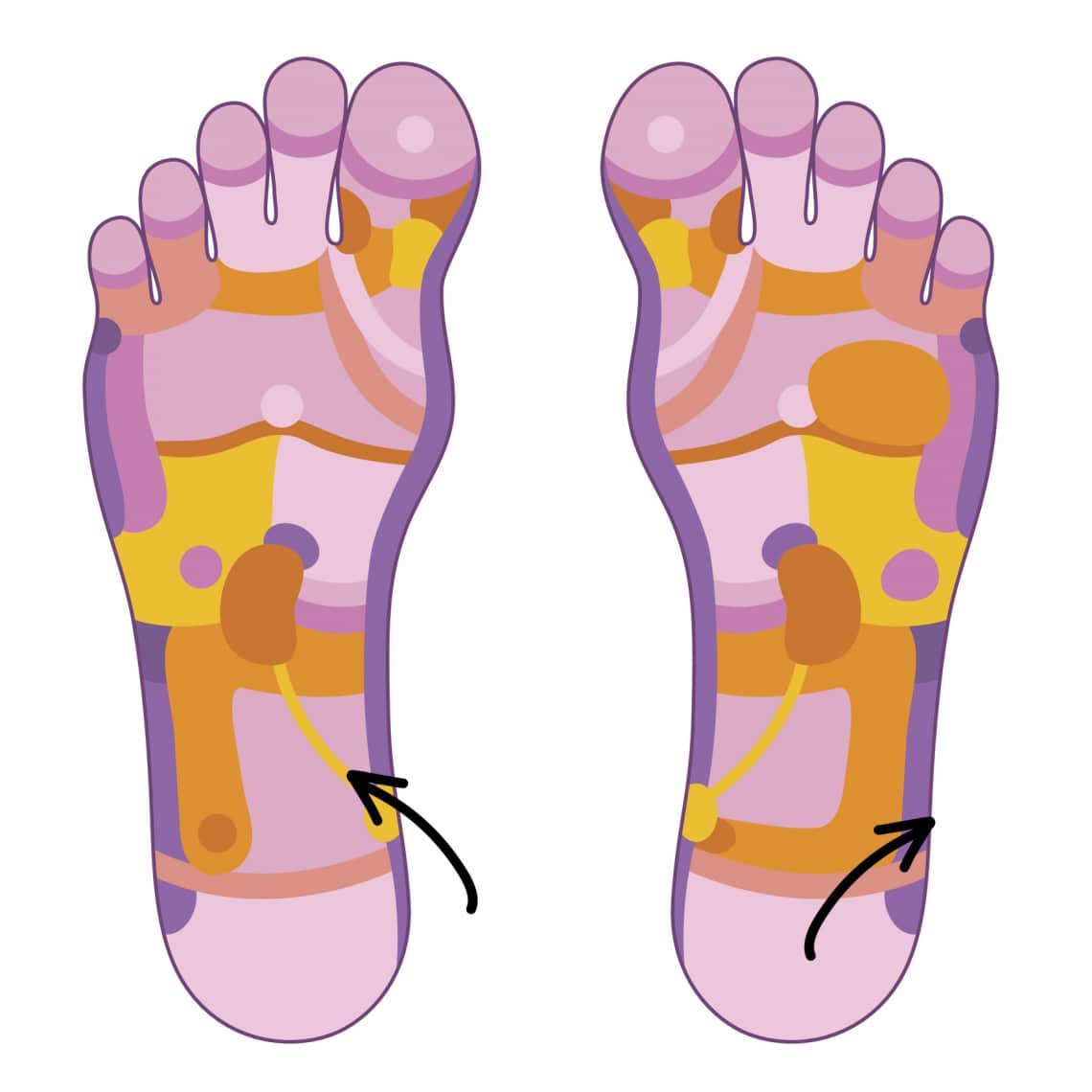 A medence szerveinek és nyirokmirigyeinek zónái