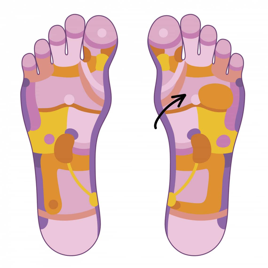 Légzőszervek zónái