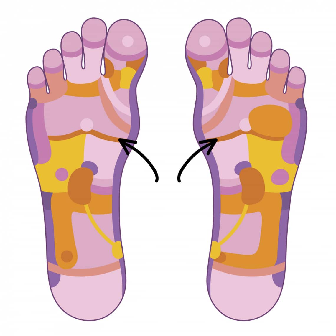 Rekeszizom és napfonat zónája