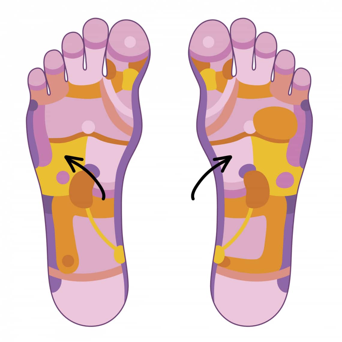 Az emésztőszervek zónái