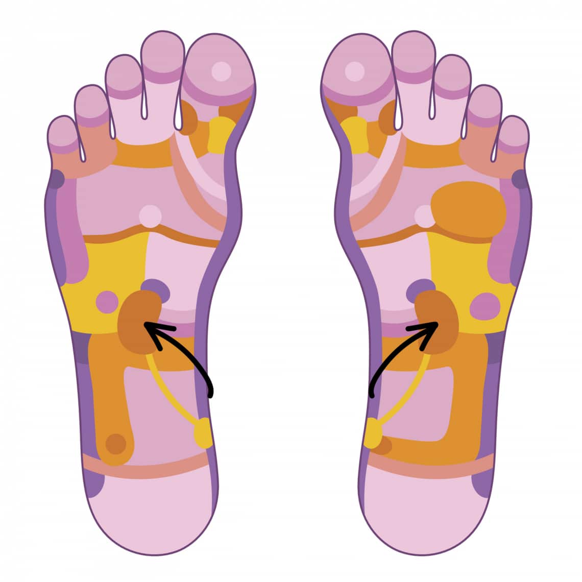 Kiválasztószervek zónái