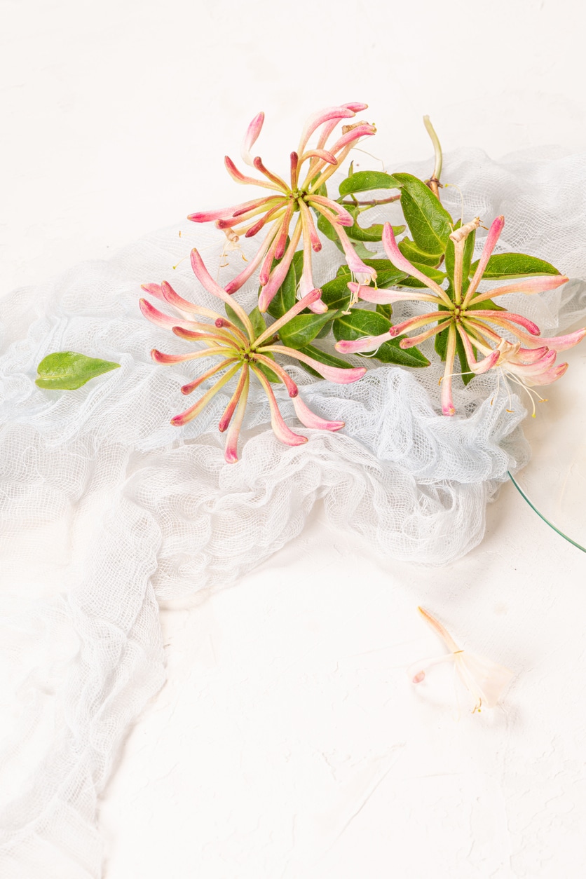 Japán lonc – Vágyak és igazság