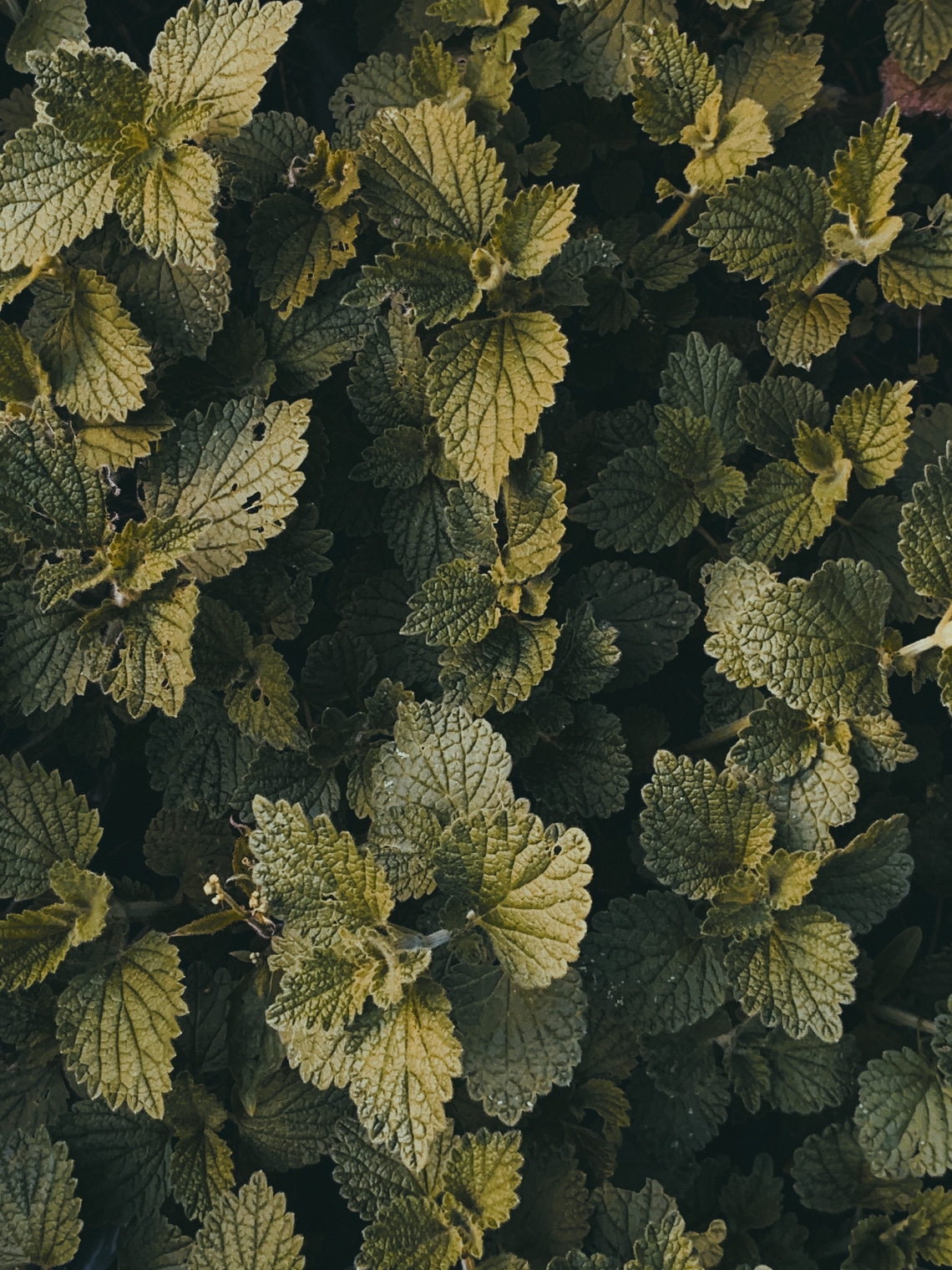 Csalán – Védekezés, intimitás