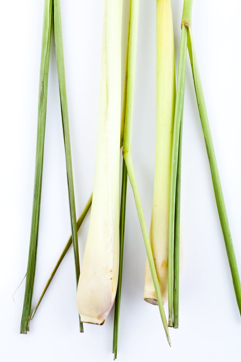 Citromfű – Boldogulás, gyarapodás, fájdalomcsökkentés