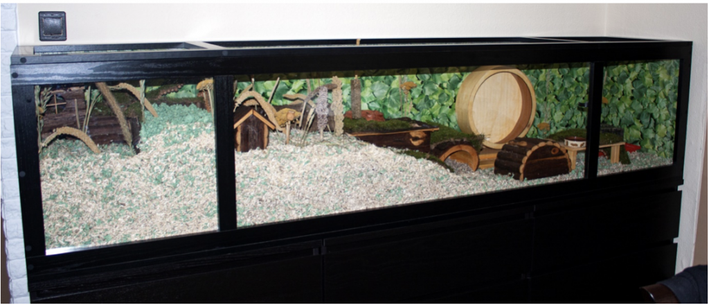 Helyes hörcsögtartás