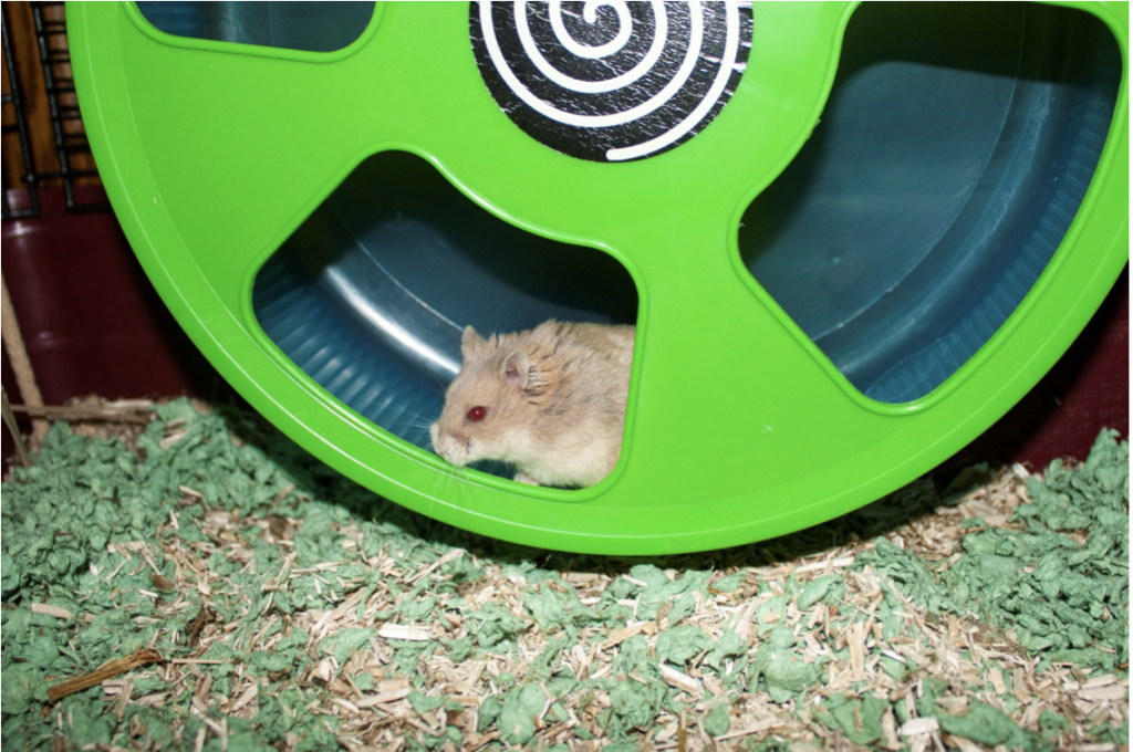 Kellékek hörcsögtartáshoz