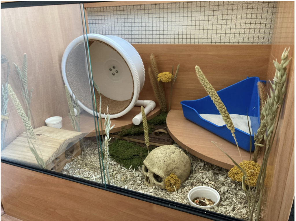 A hörcsög helyének kialakítása