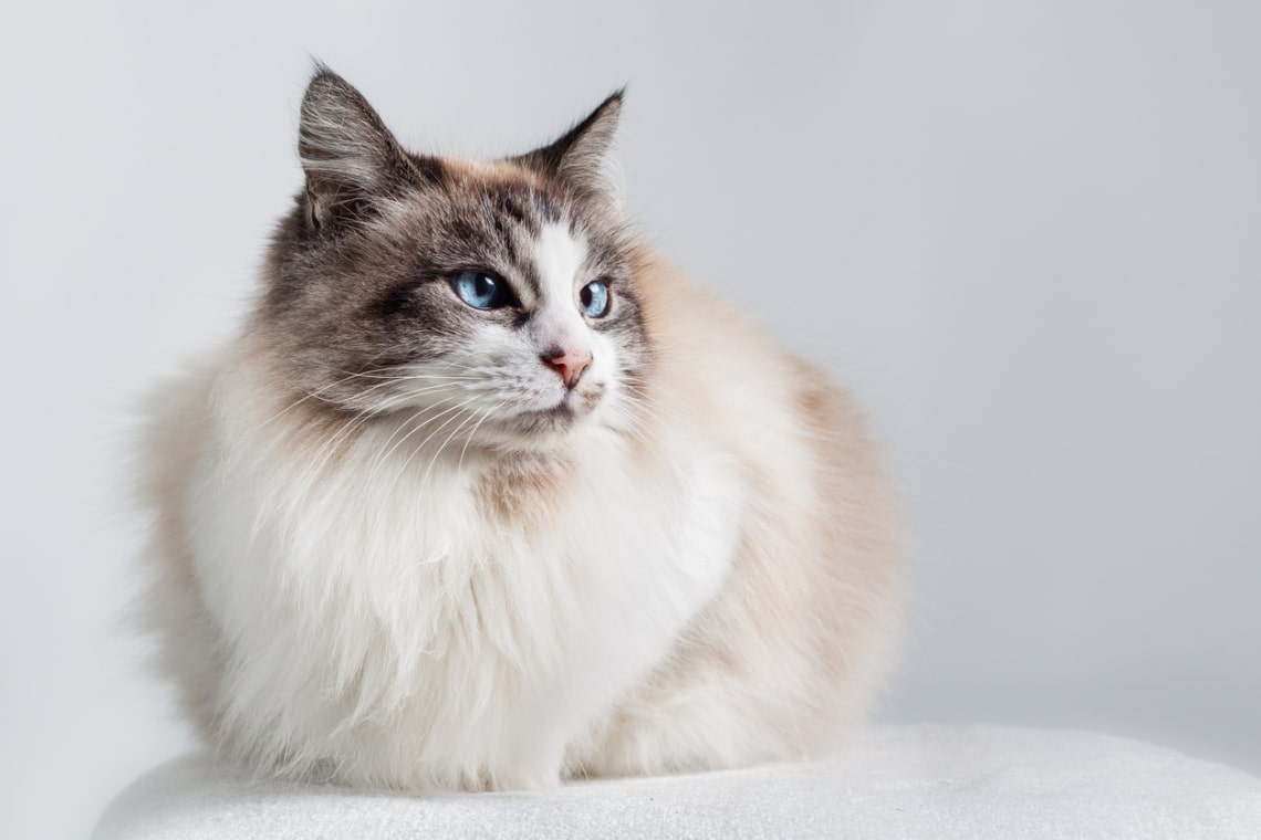 Vízöntő: ragdoll