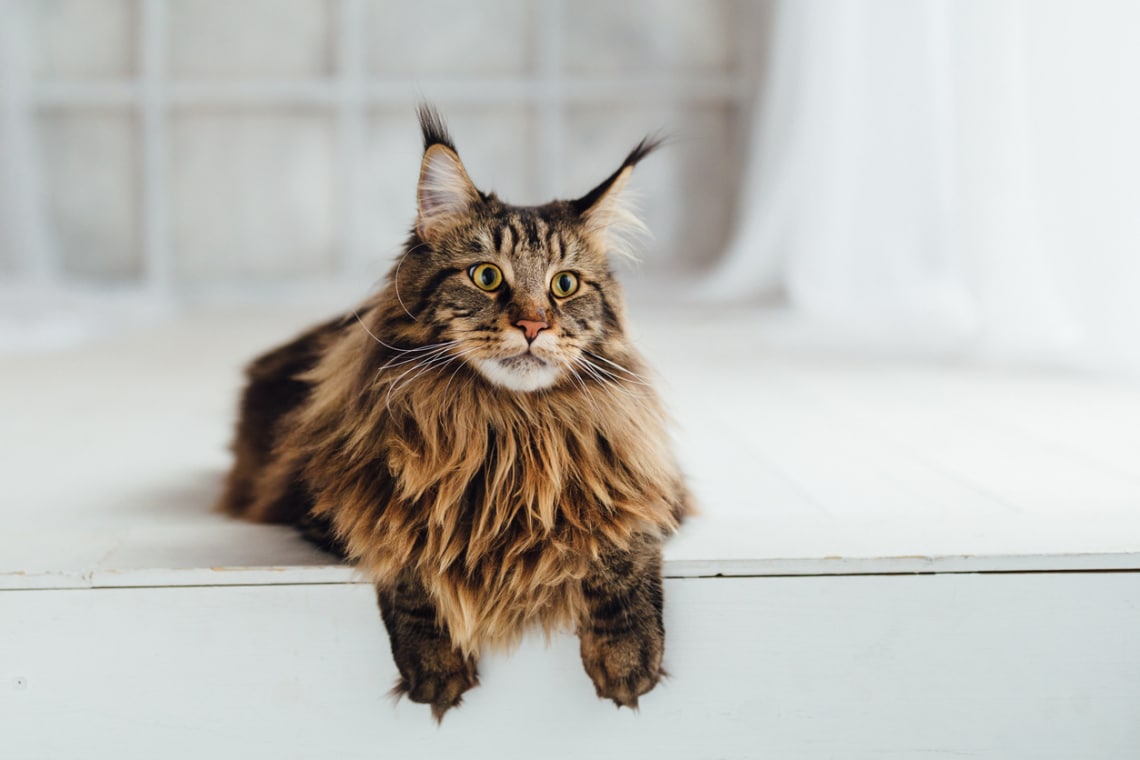 Halak: maine coon