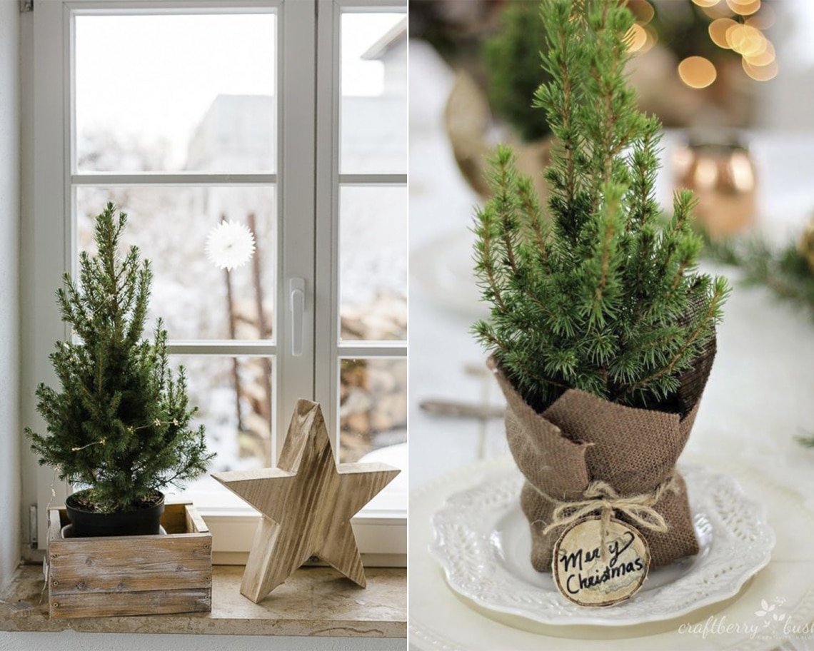 Feldíszített élőfenyők