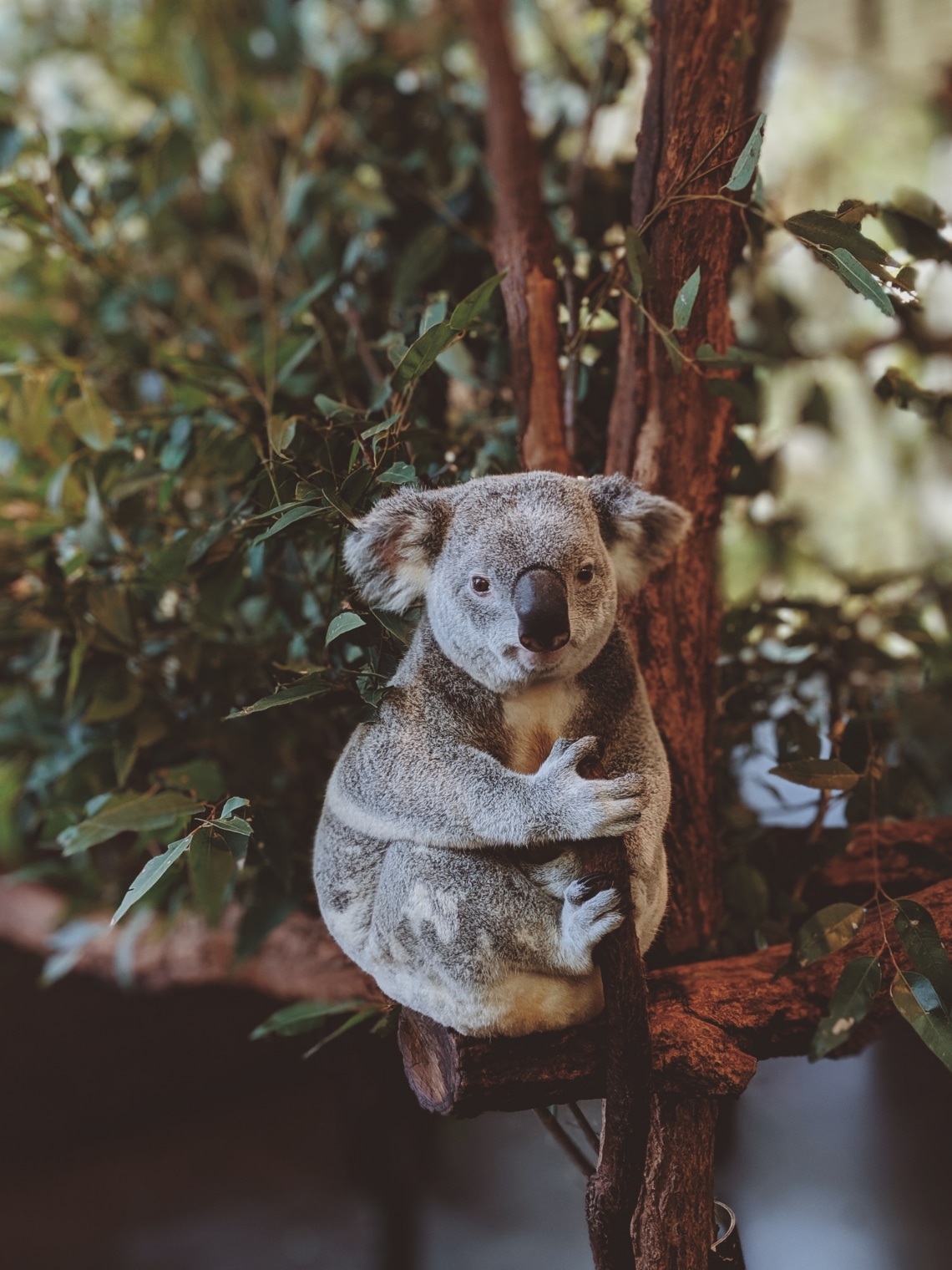 A koala ujjlenyomata majdnem olyan, mint az emberé