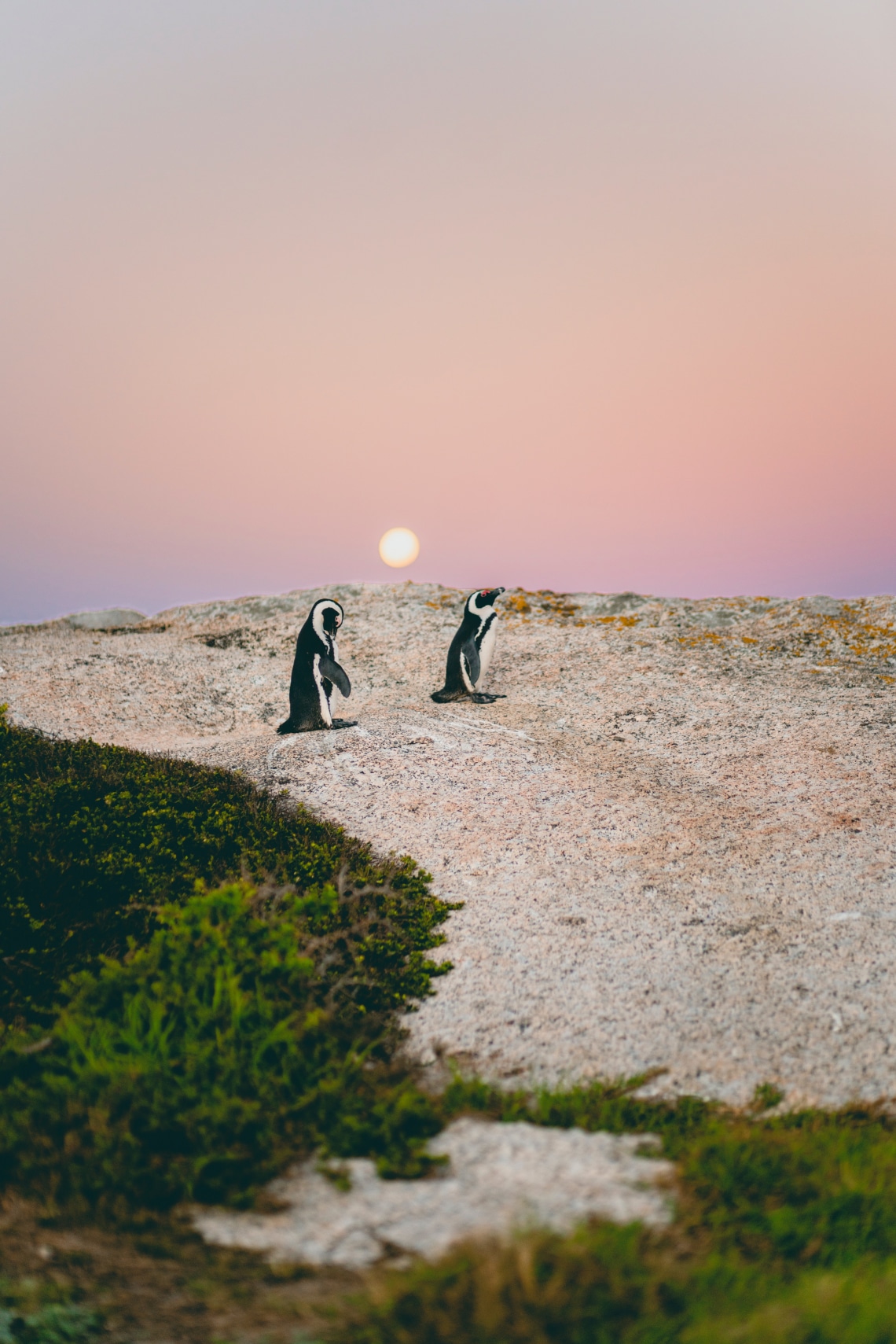 A pingvin gáláns vőlegény