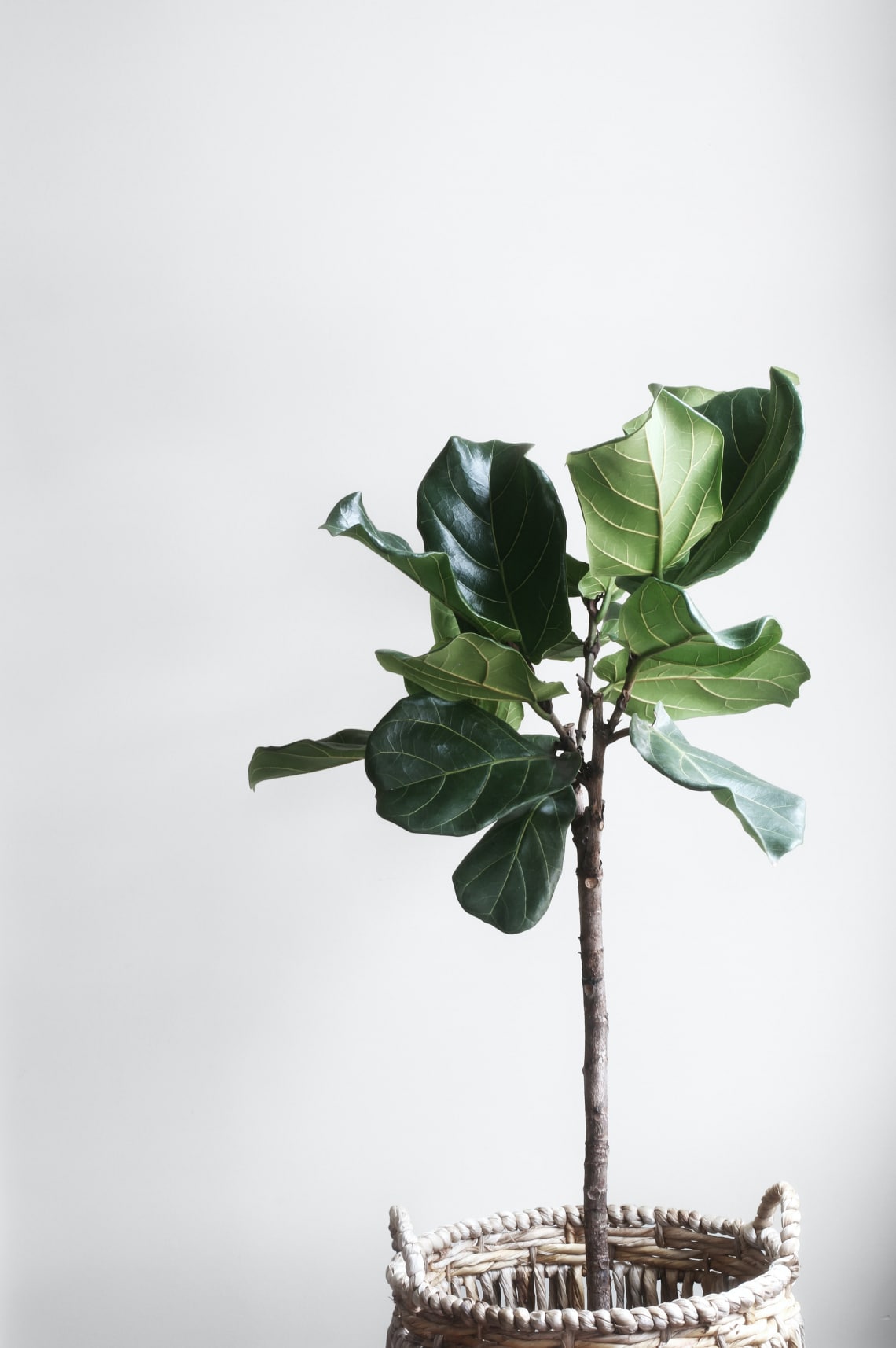 Lantlevelű fikusz (Ficus lyrata)