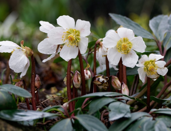 7 csodaszép télen nyíló virág, amivel most körbevennéd magad