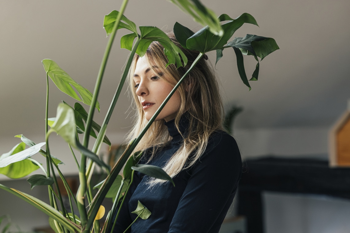 Télen nem túl szépek: 3 szobanövény, ami ki nem állhatja a telet