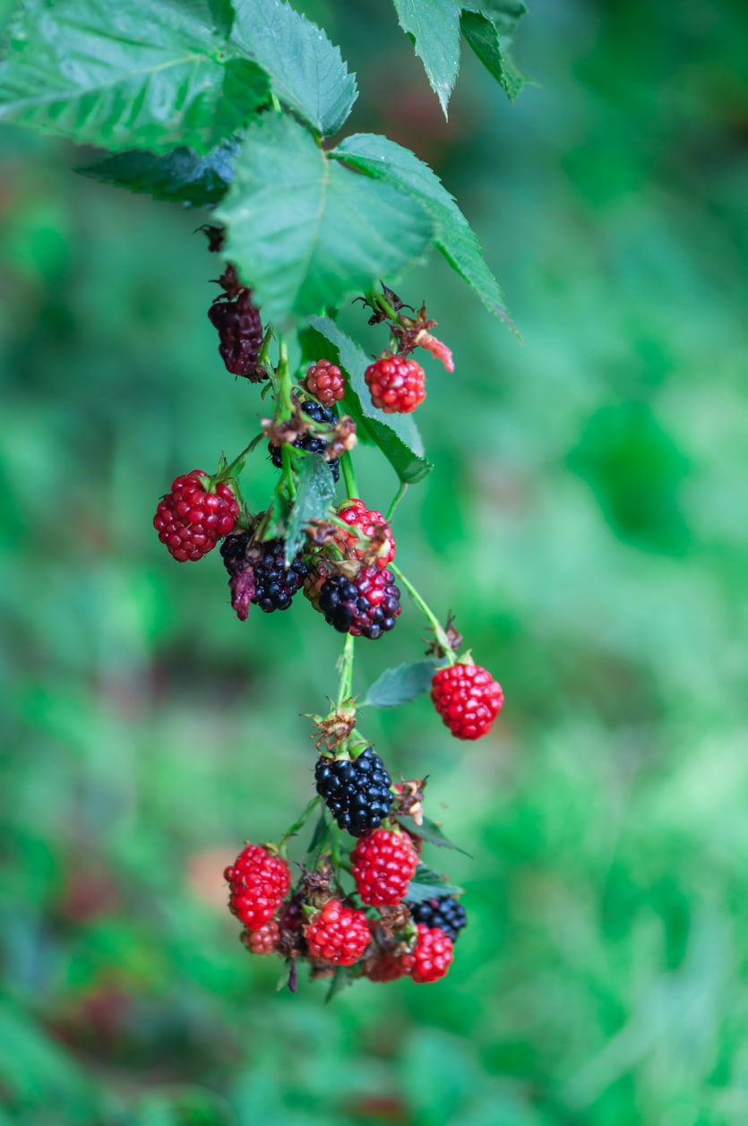 Észak-amerikai indiánok