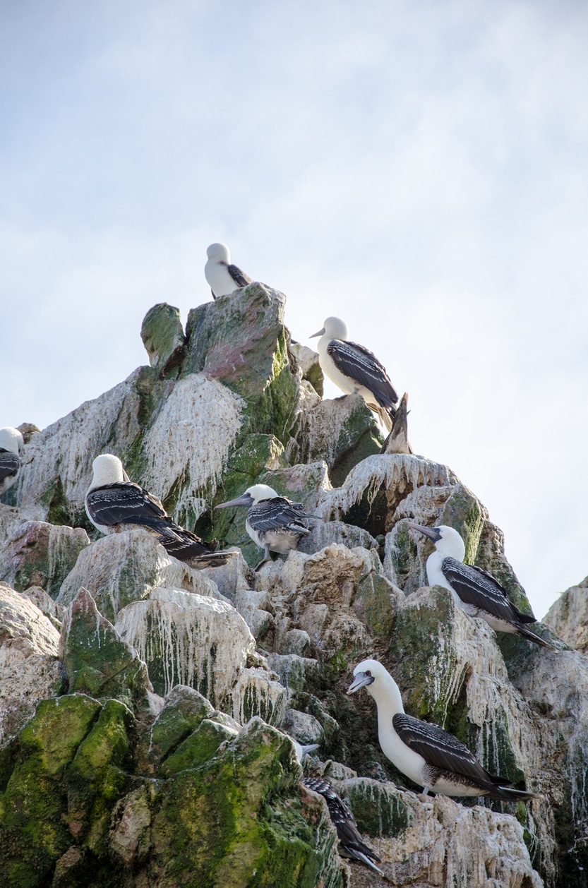 A madárülülék-háború