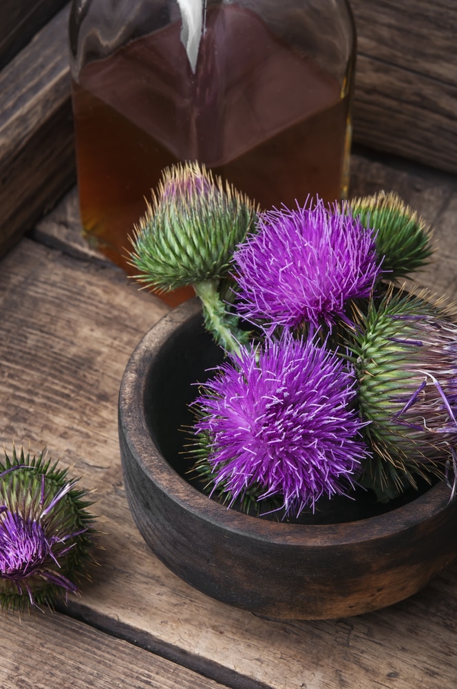 Máriatövis magolaj – Öregedésgátló, sebgyógyító