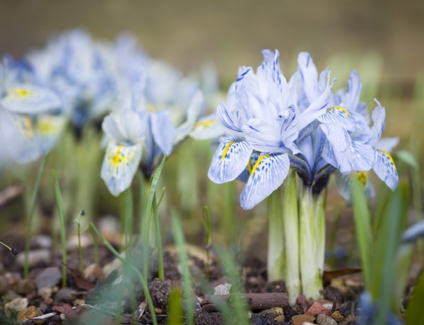 5 korán nyíló kinti növény – Februárban már virágba borulhat az erkélyed!