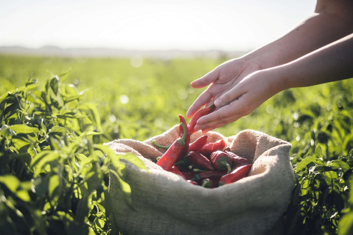 Ilyen az igazi, minőségi magyar fűszerpaprika – interjú a Fajszi Paprika Manufaktúra ügyvezető igazgatójával