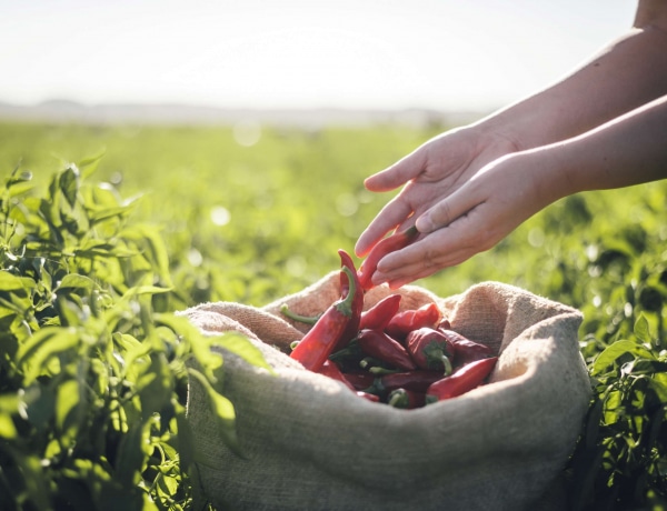 Ilyen az igazi, minőségi magyar fűszerpaprika – interjú a Fajszi Paprika Manufaktúra ügyvezető igazgatójával