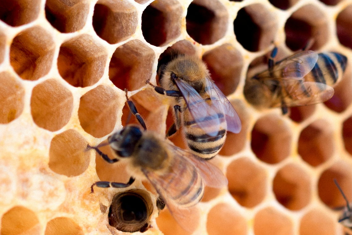 Trypophobia: egy betegség, ami az Interneten keresztül terjed