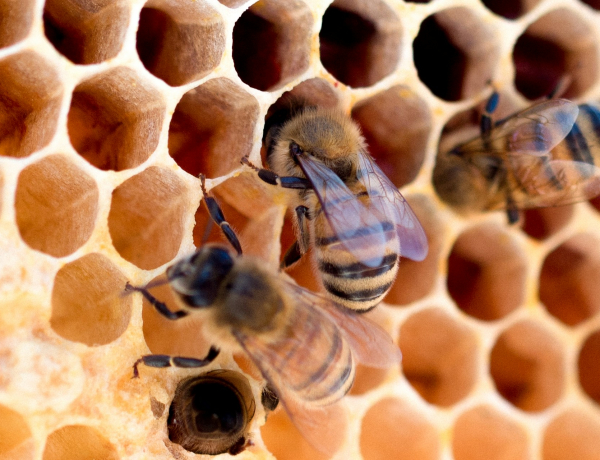 Trypophobia: egy betegség, ami az Interneten keresztül terjed
