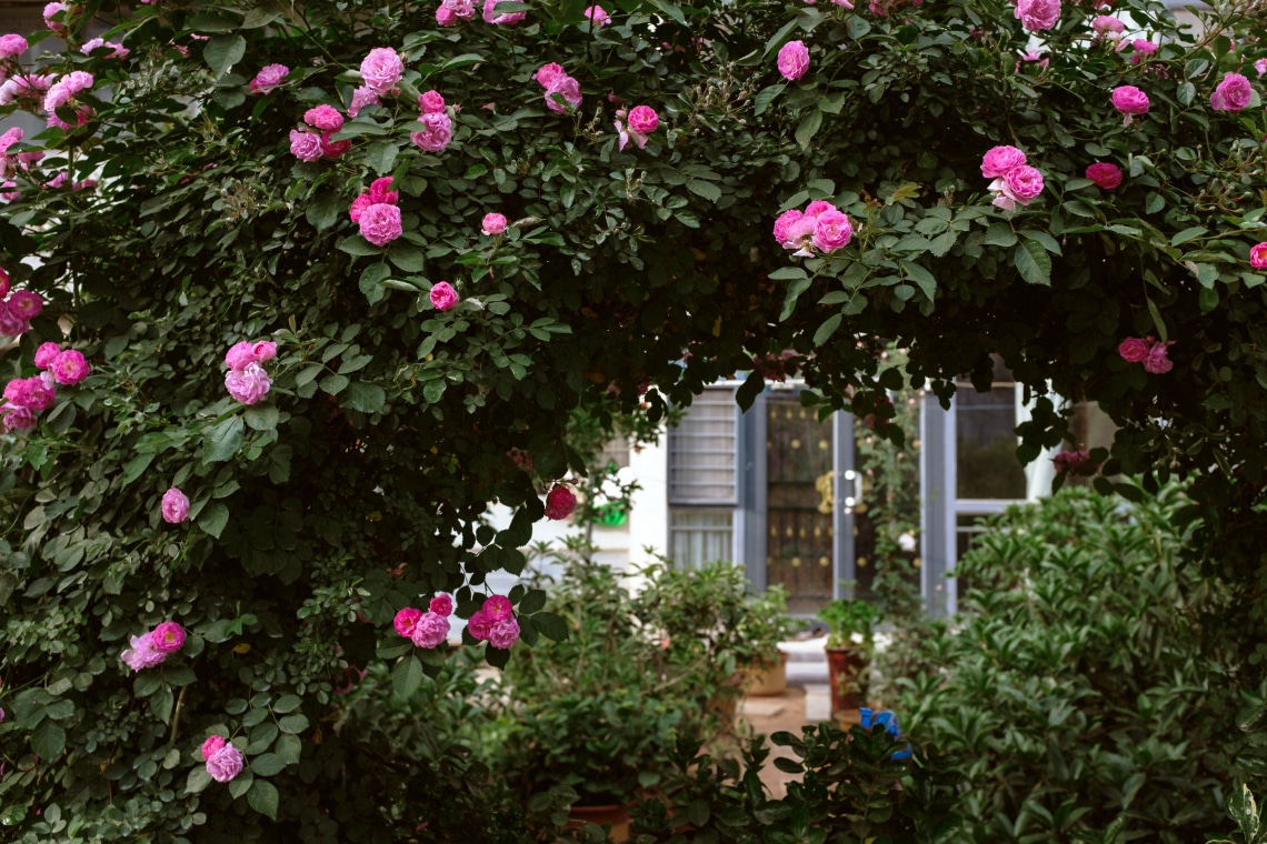 10 szerencsehozó virág a kertedbe – Ezekből ültess idén!