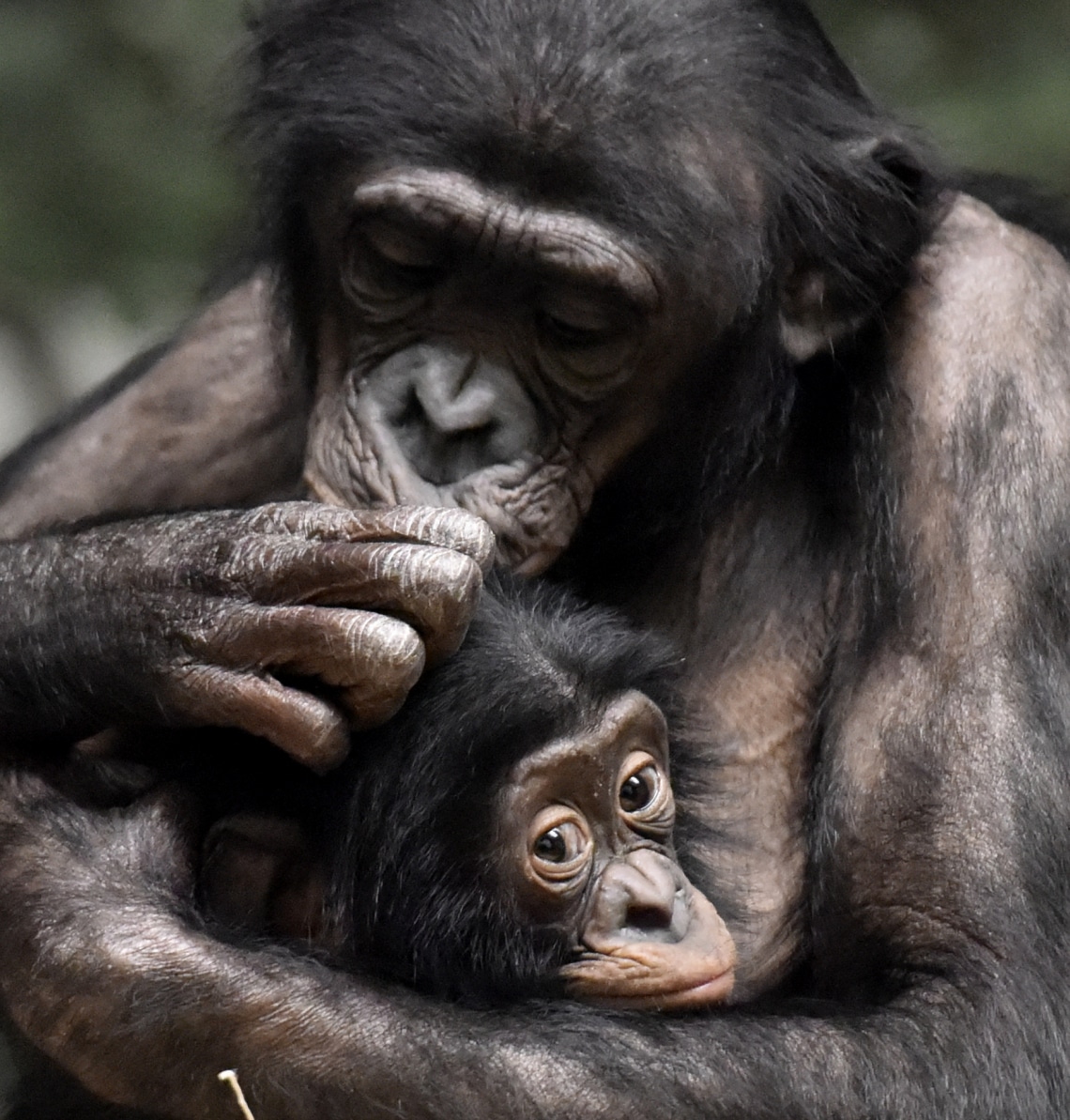 A táplálkozás nyomán alakult ki
