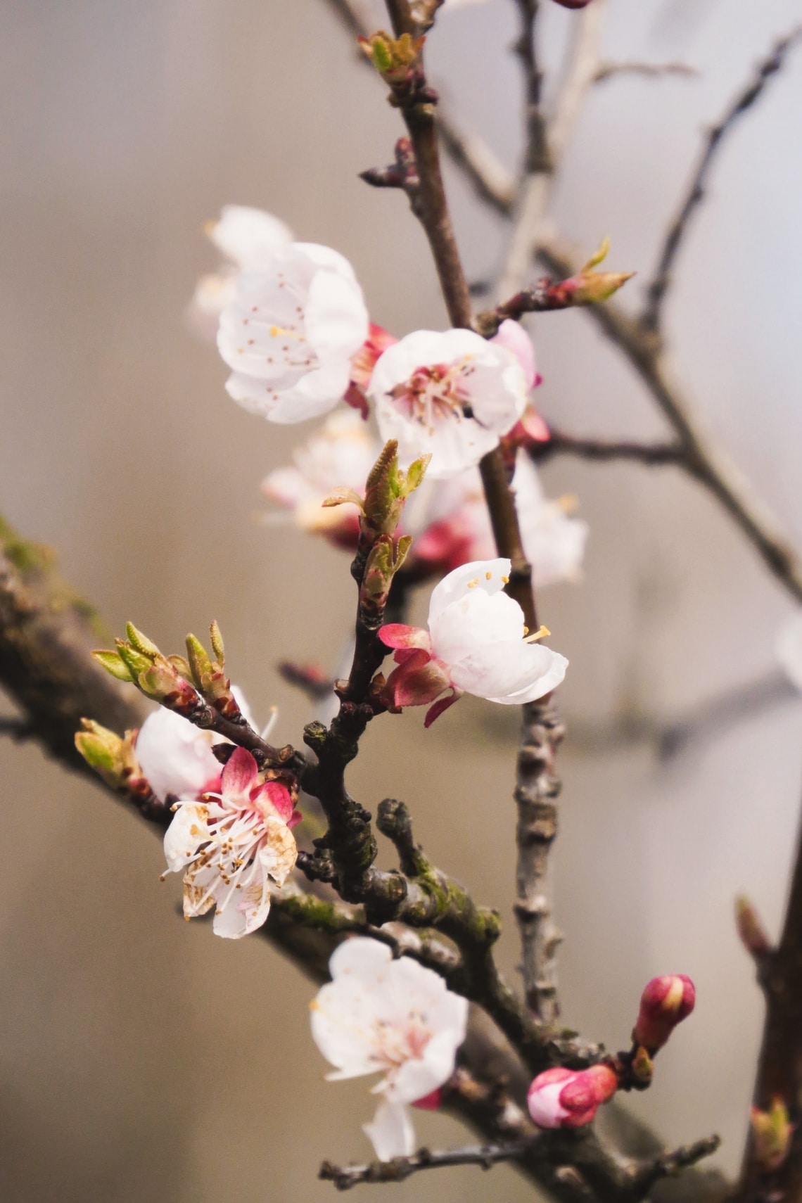Vegyszerek nélkül a kártevők ellen