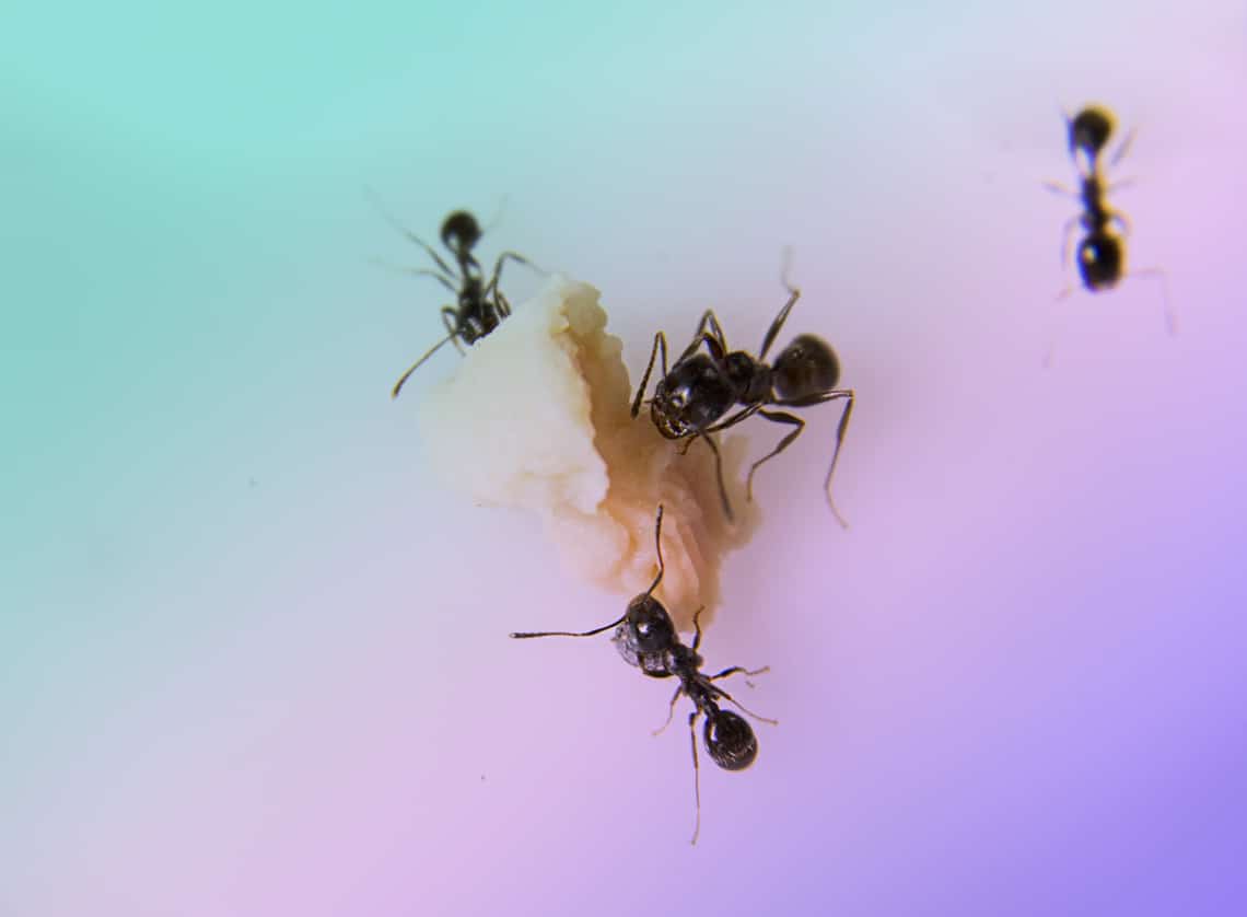 20 természetes mód, hogy megszabadulj a hangyáktól