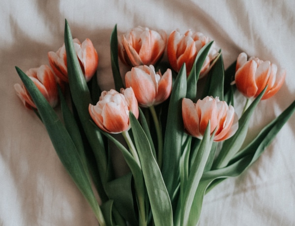 Varázslatos hazai szedd-magad lelőhelyek, ahol teleszedheted a kosarad tulipánnal