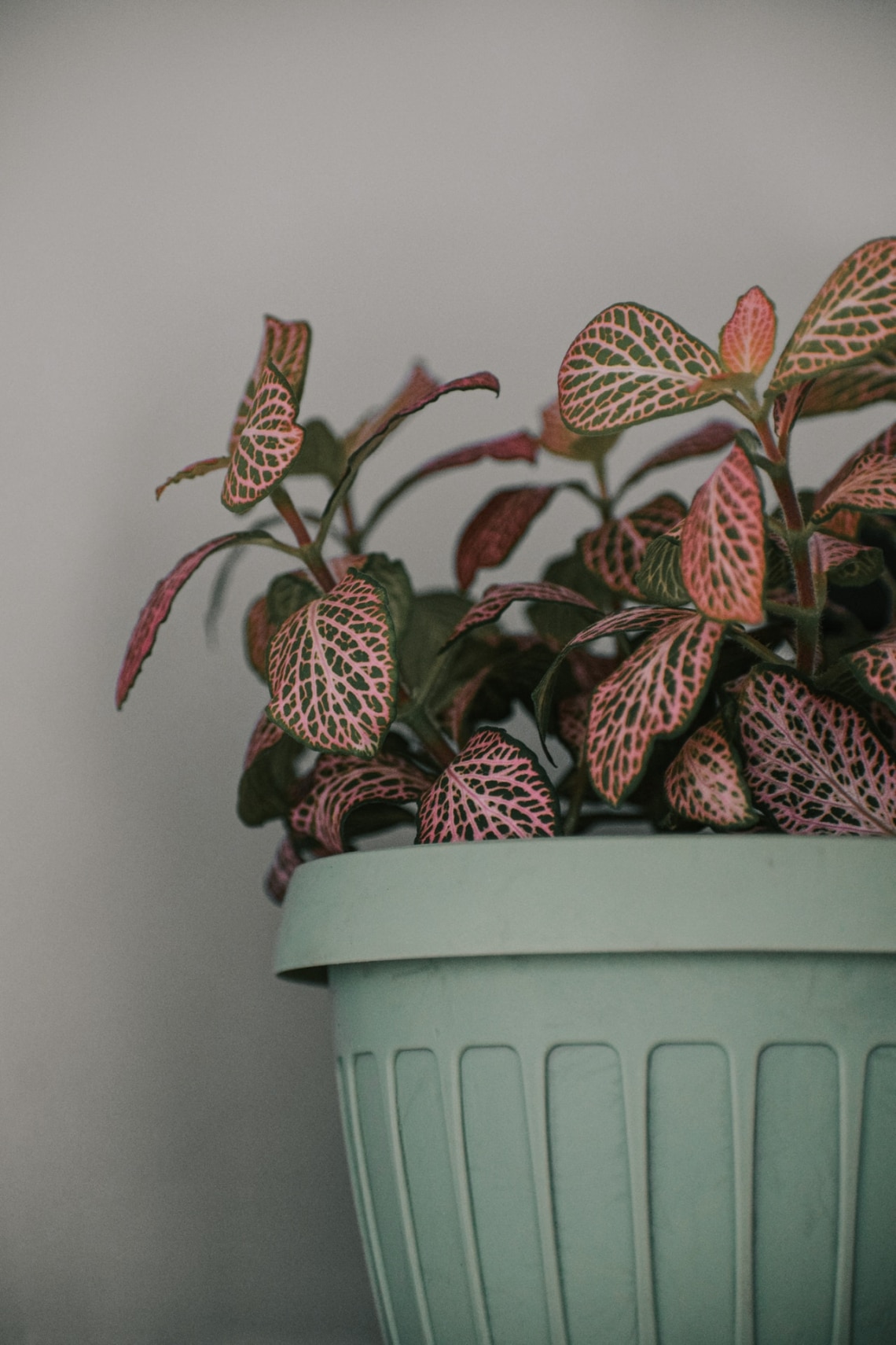 Hálóslevél (Fittonia)