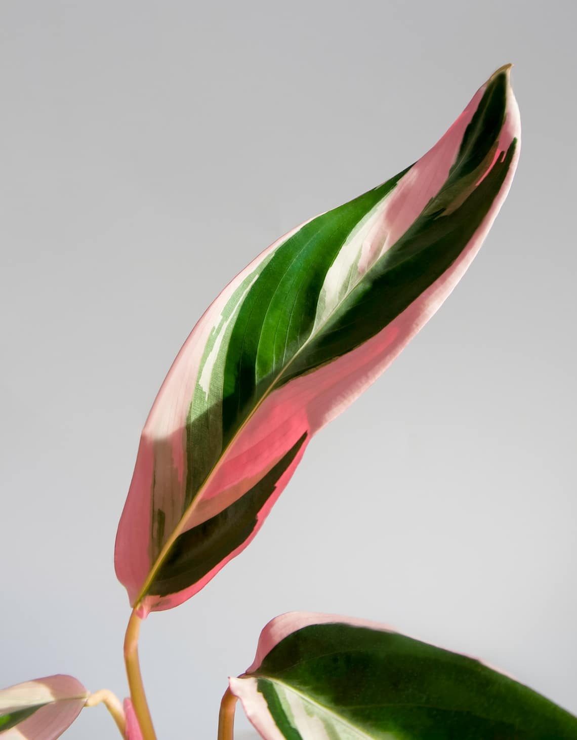 Pompás dárdalevél (Stromanthe Triostar)