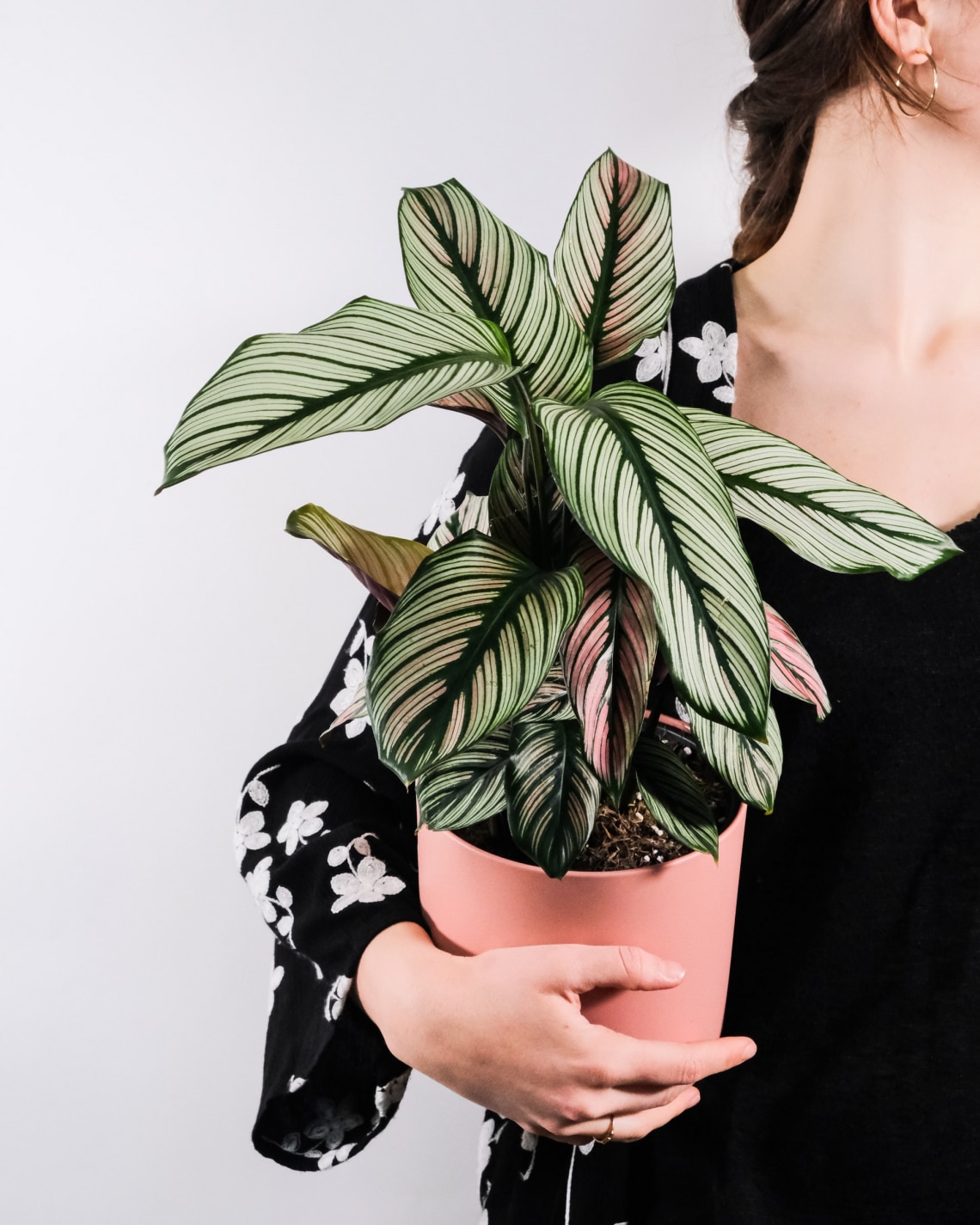 Csíkos zebralevél (Calathea Ornata)