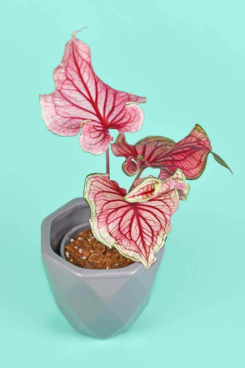 Tarkalevél (Caladium)