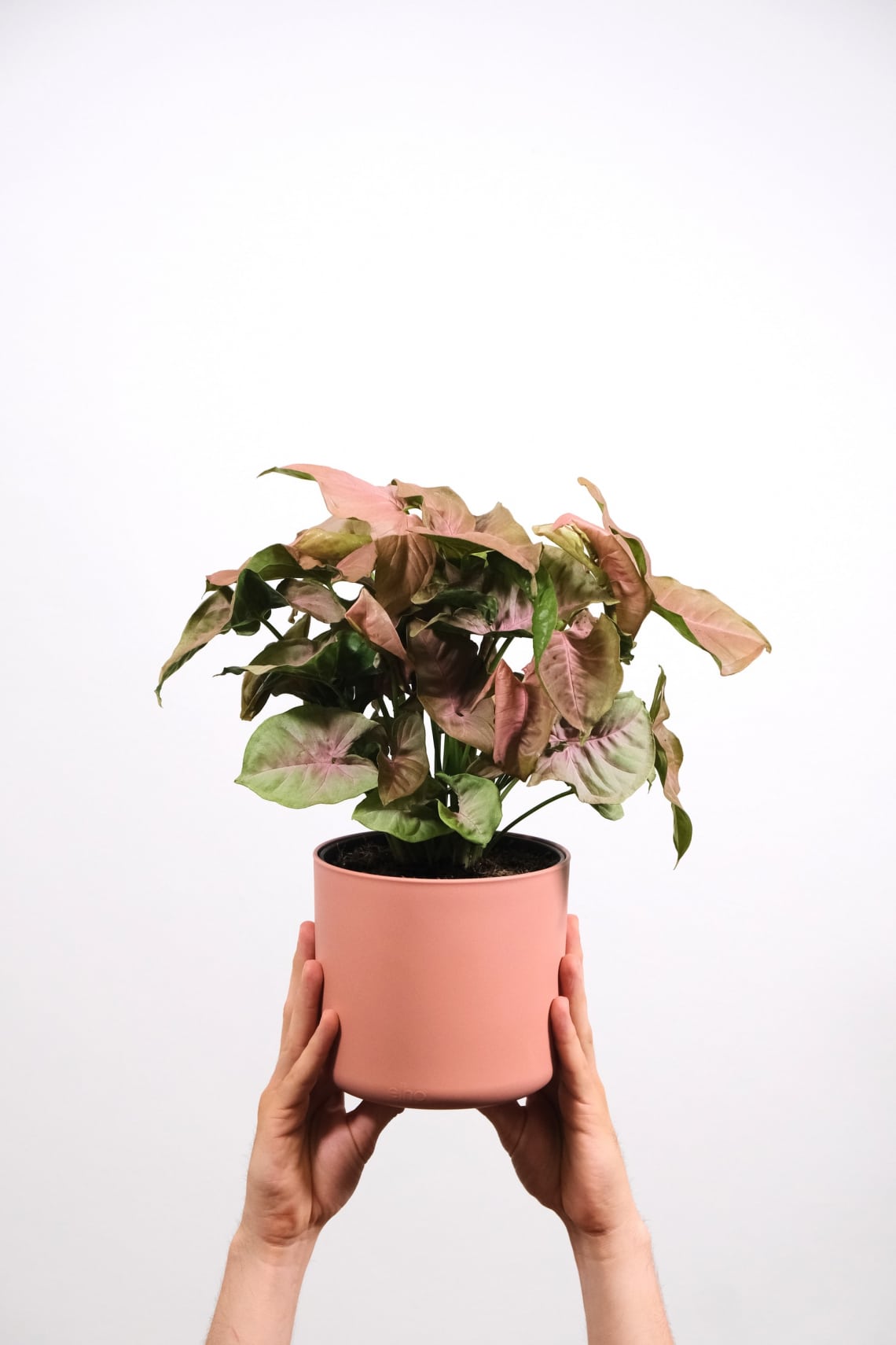 Nyíllevél (Syngonium podophyllum)