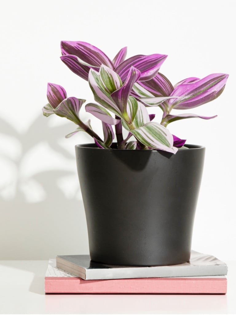 Pletyka (Tradescantia)