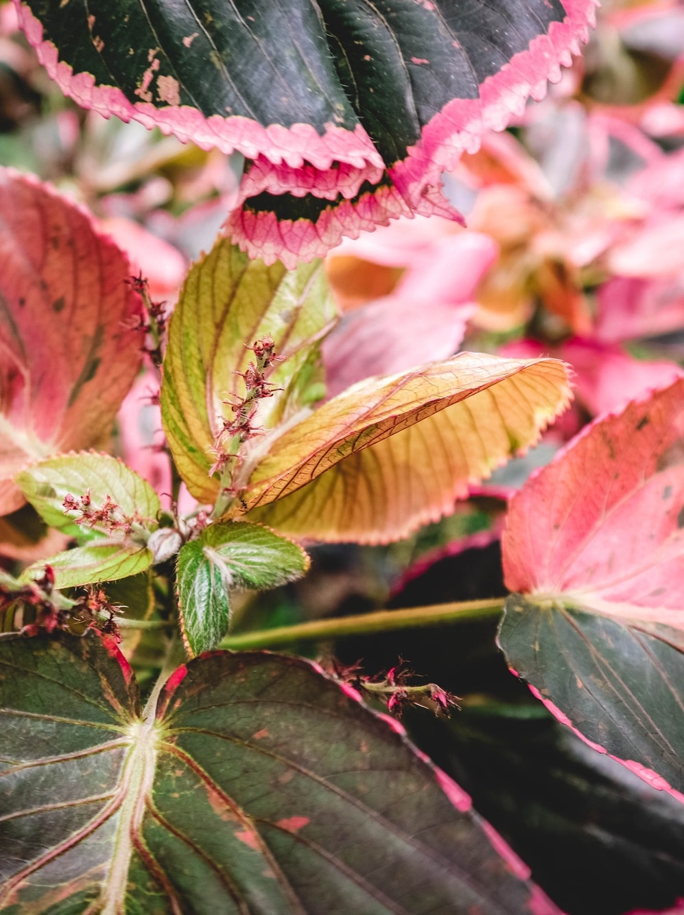 Királybegónia (Begonia rex)