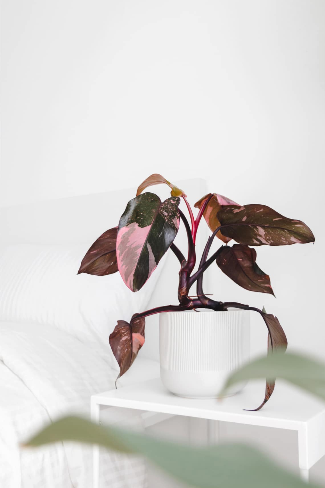 Filodendron „Pink Princess” (Philodendron Pink Princess)
