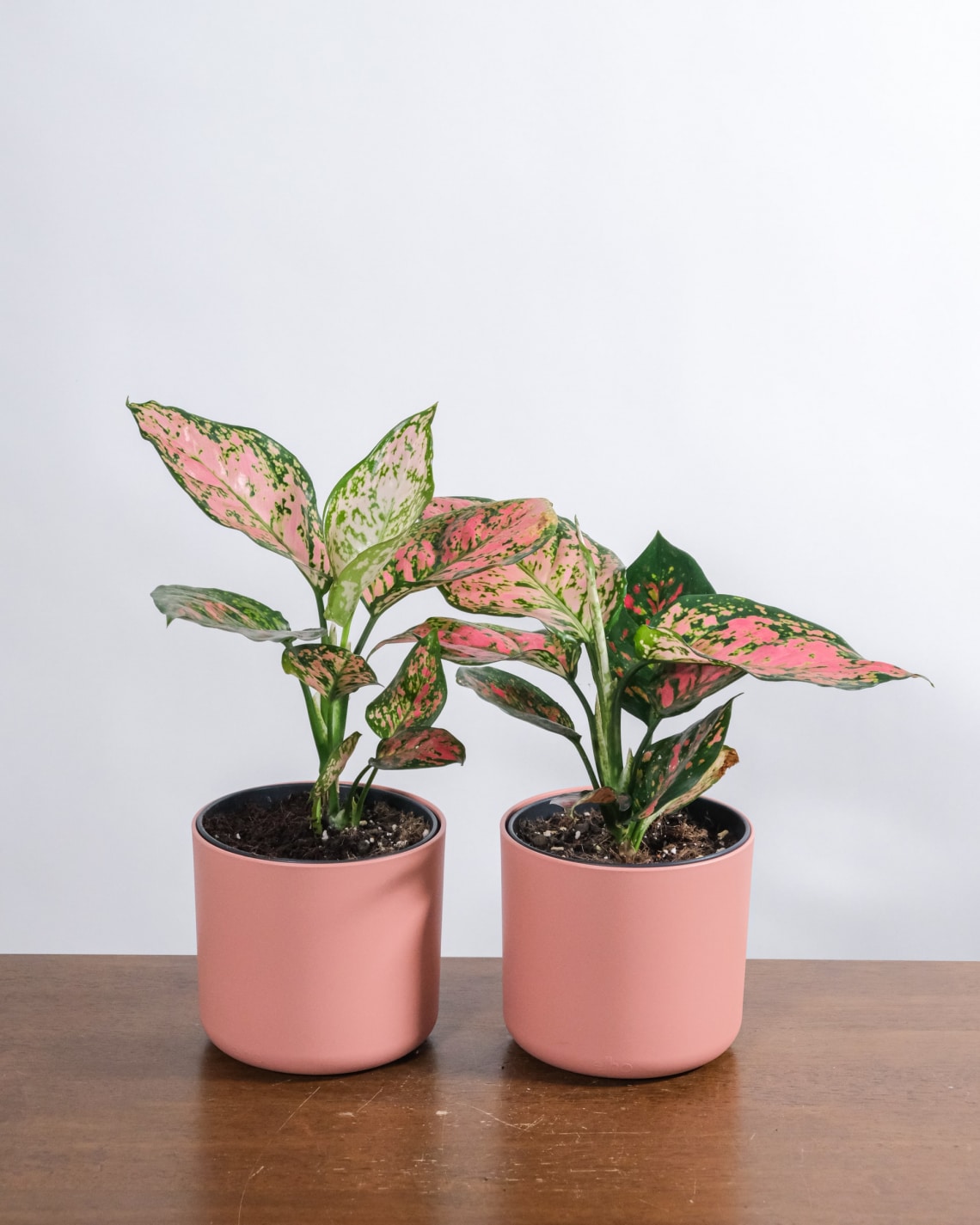 Rákvirág (Aglaonema)