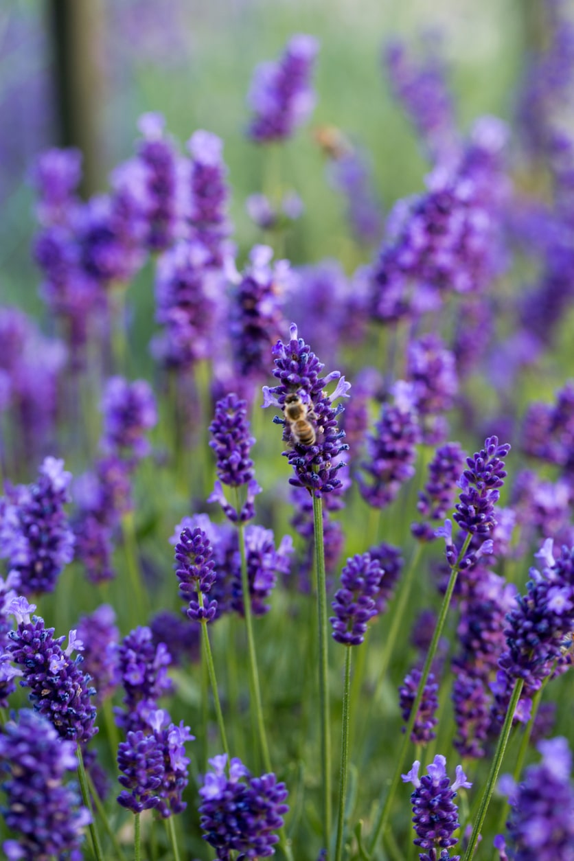Levendula