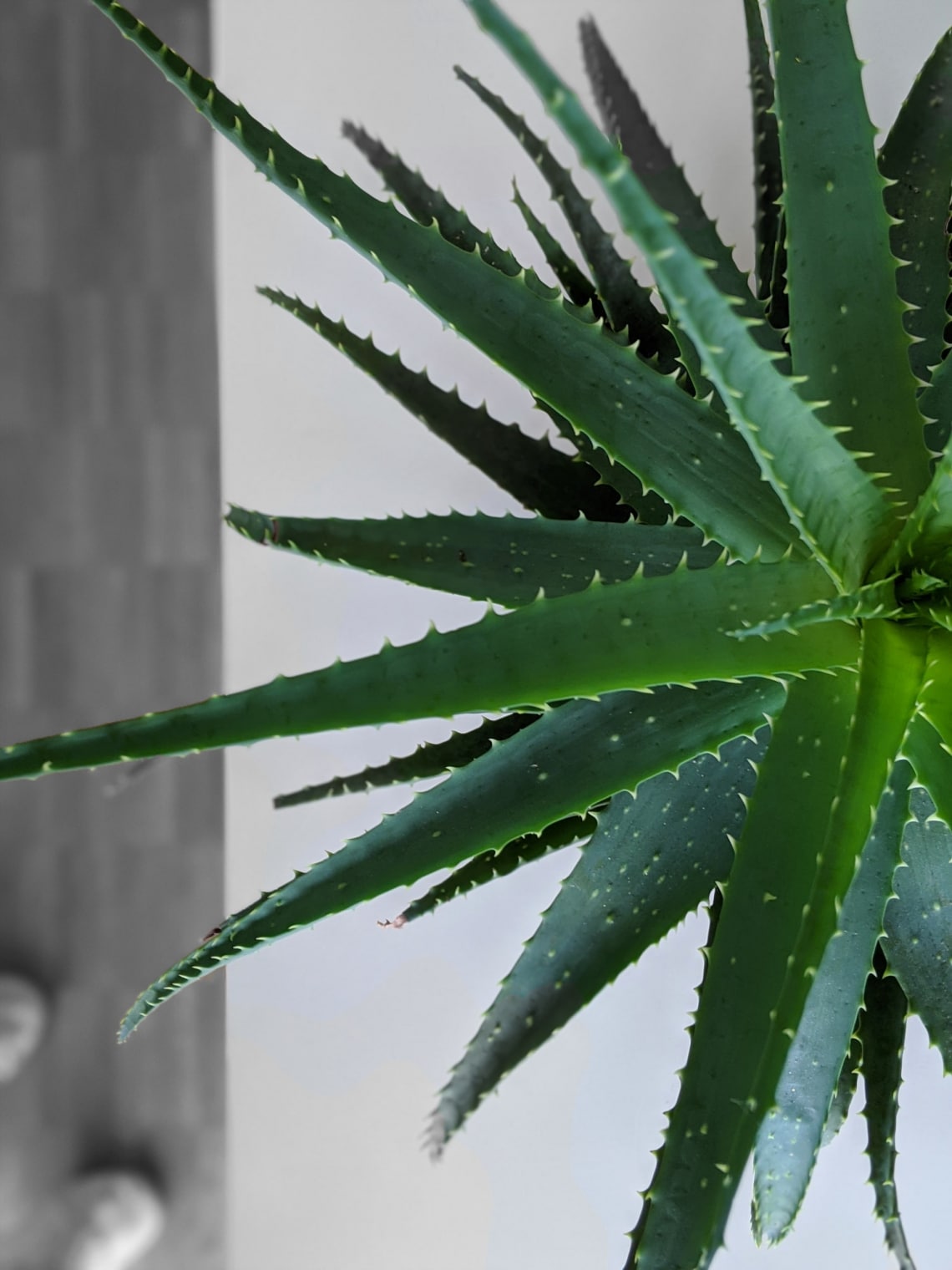 Aloe vera