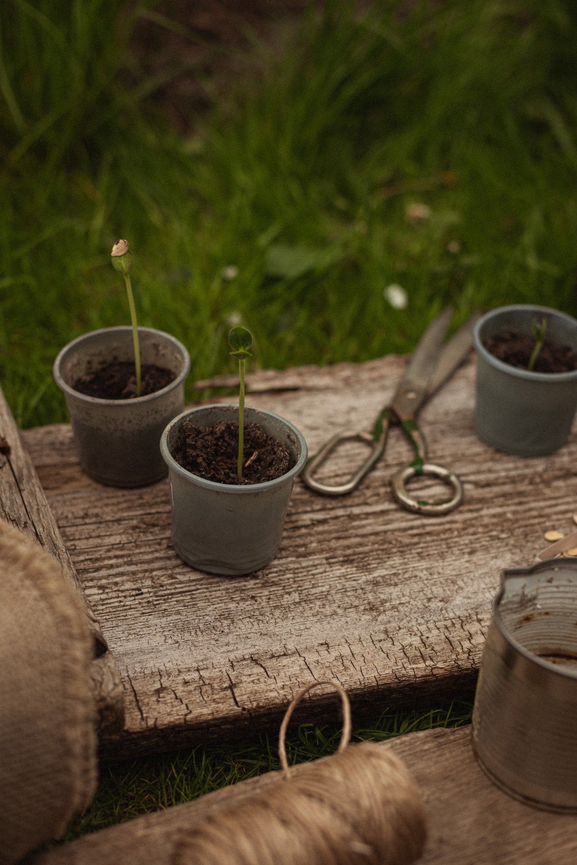 Keményítsd meg a palántáidat