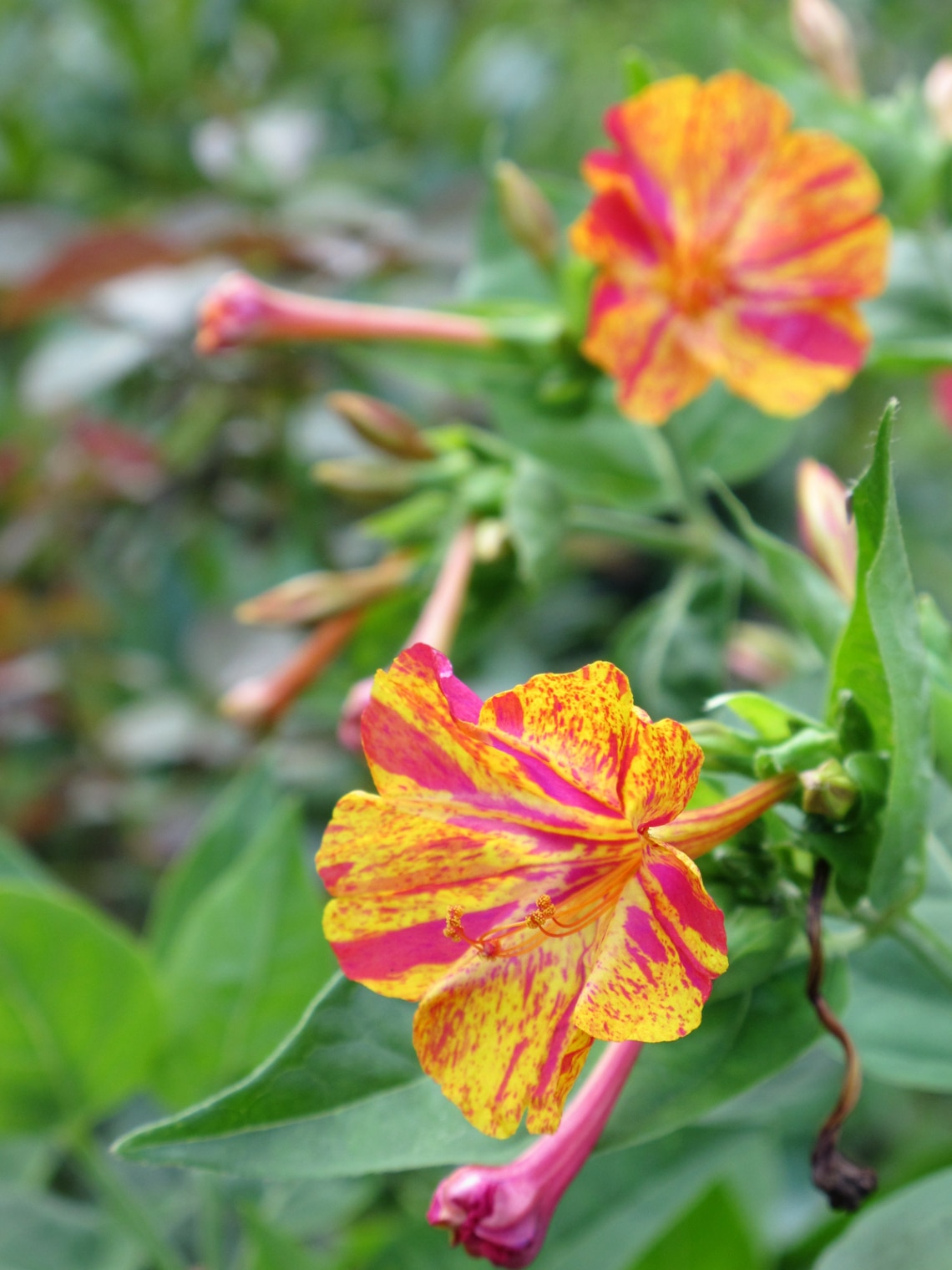 Csodatölcsér (Mirabilis jalapa)