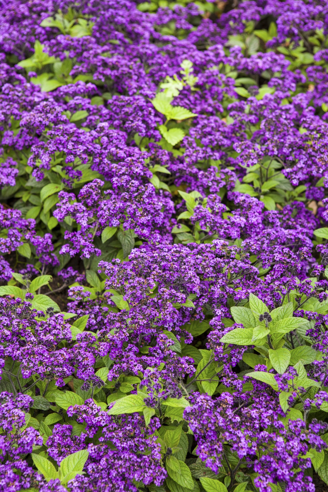 Kerti vaníliavirág (Heliotropium arborescens)
