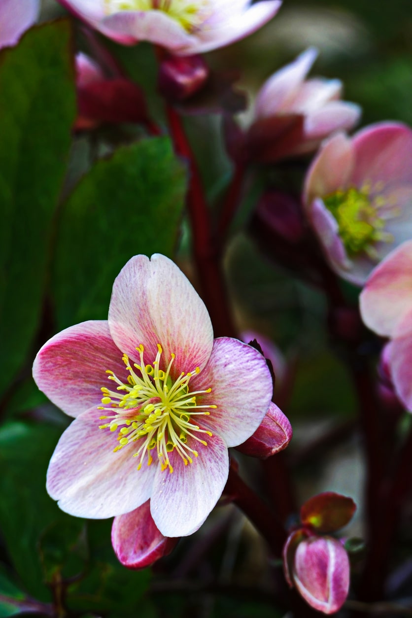 Hunyor (Helleborus)