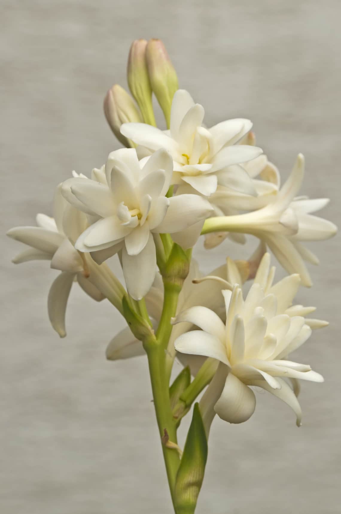 Tubarózsa (Polianthes tuberosa)