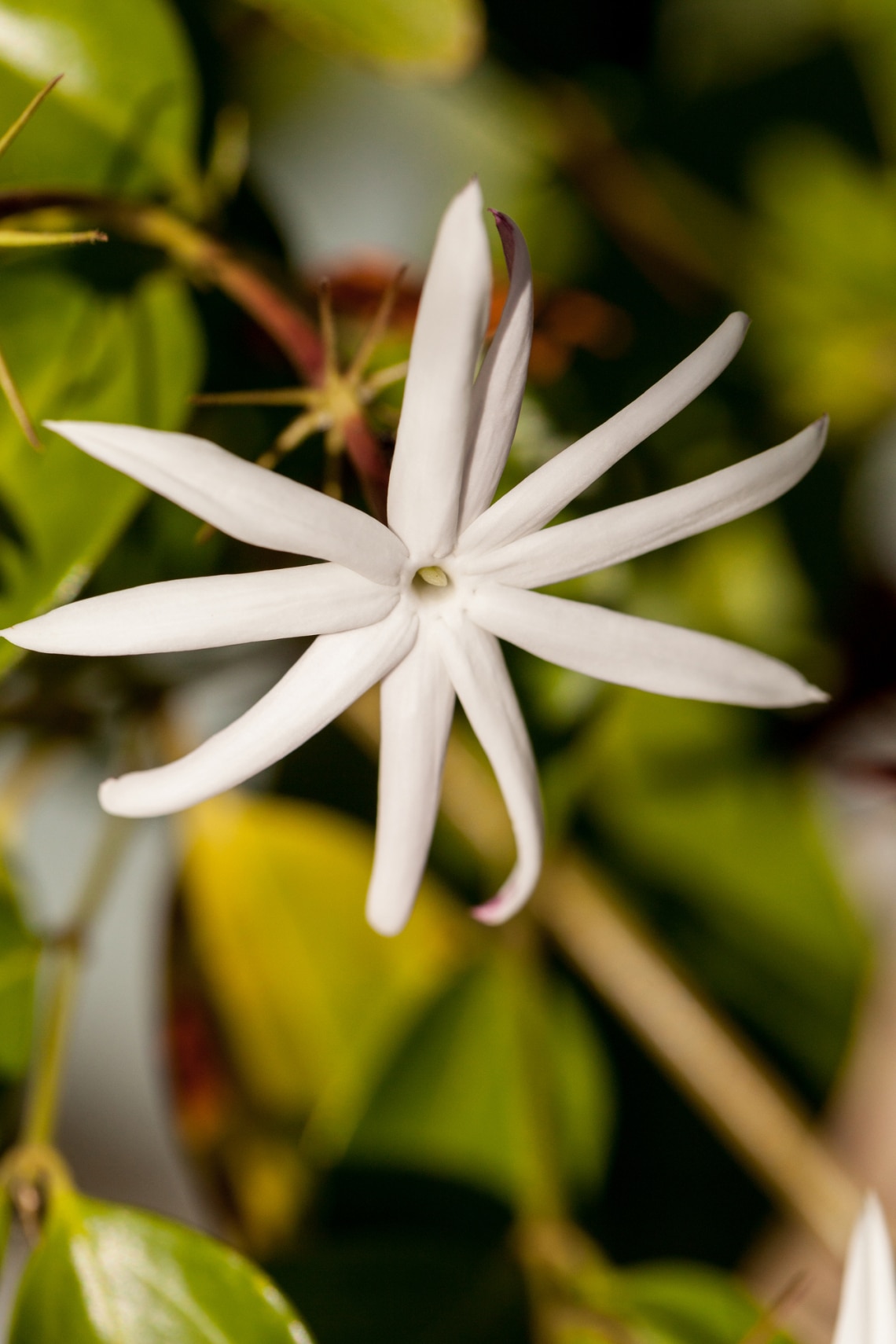 Éjjeli jázmin (Cestrum nocturnum)